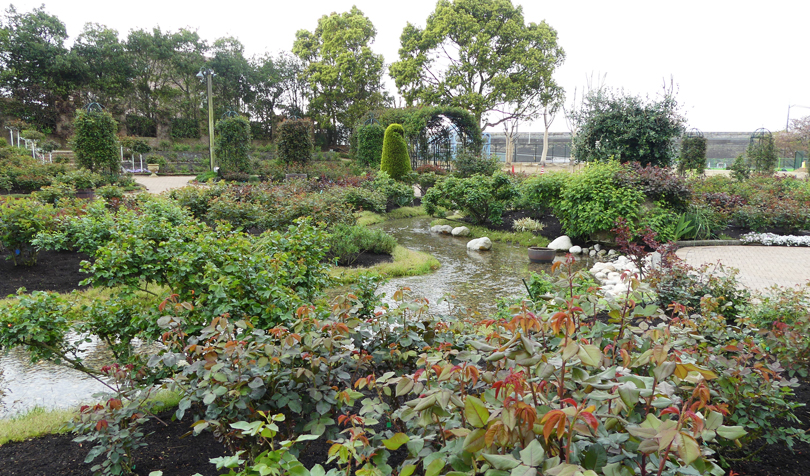 時期外れのバラ園
