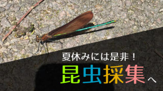 昆虫採集におすすめの道具と注意点